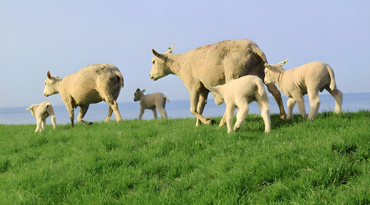 Groep lammetje op dijk