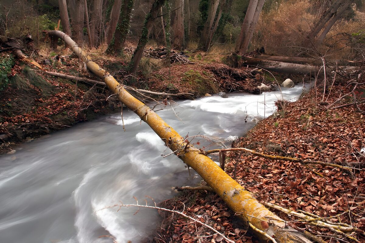 Rimpelend Water Tussen de Bomen