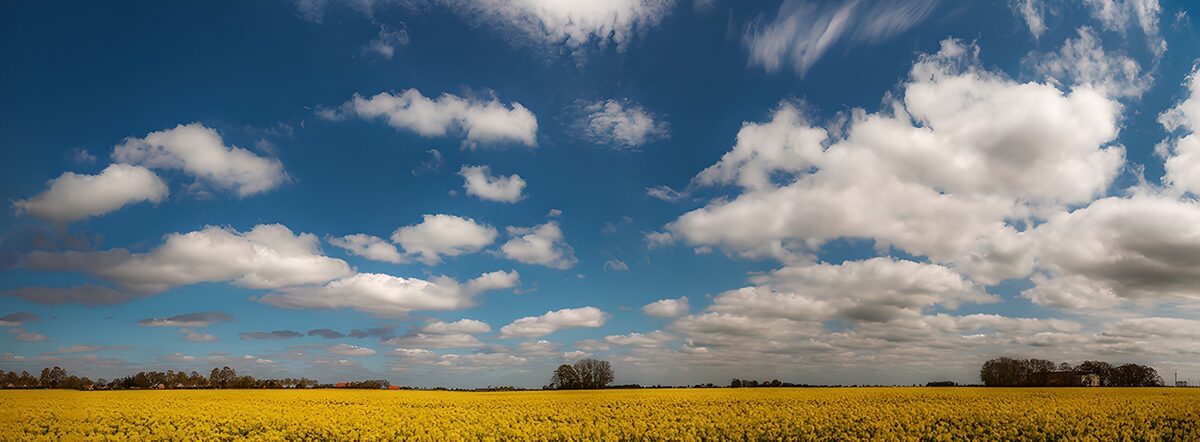 TP91583: Bloeiende gele velden onder blauwe lucht