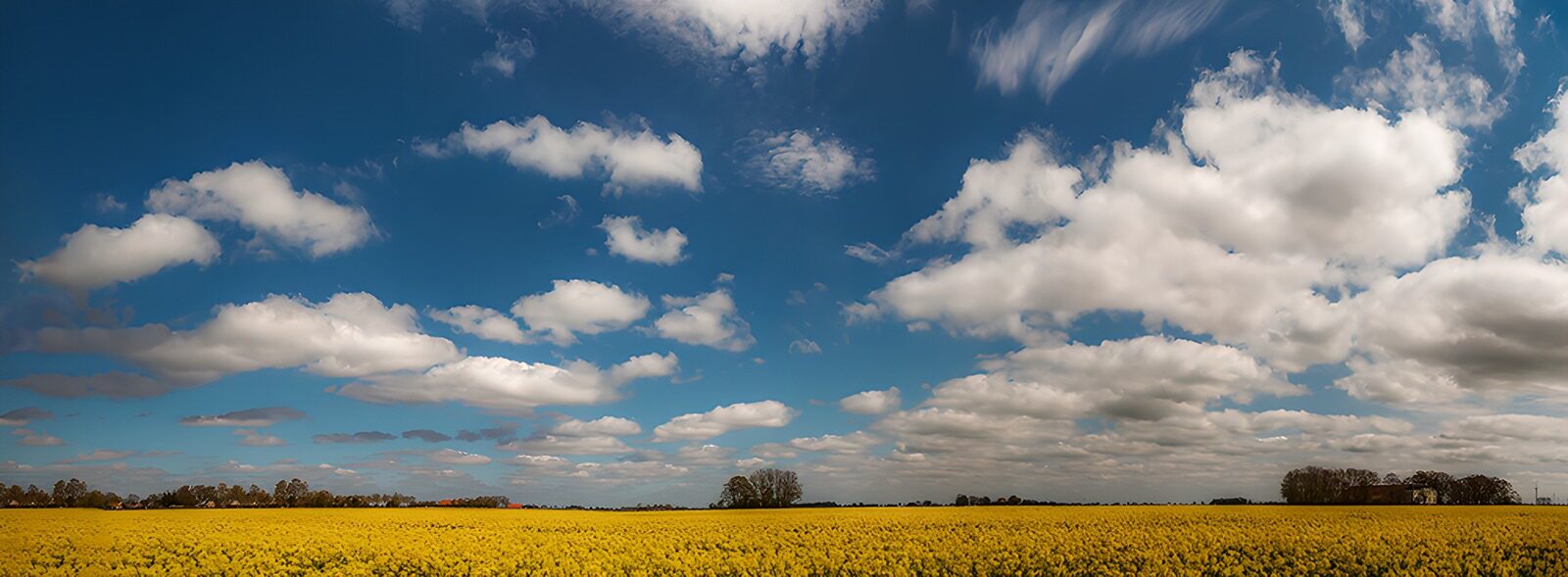 TP91583: Bloeiende gele velden onder blauwe lucht