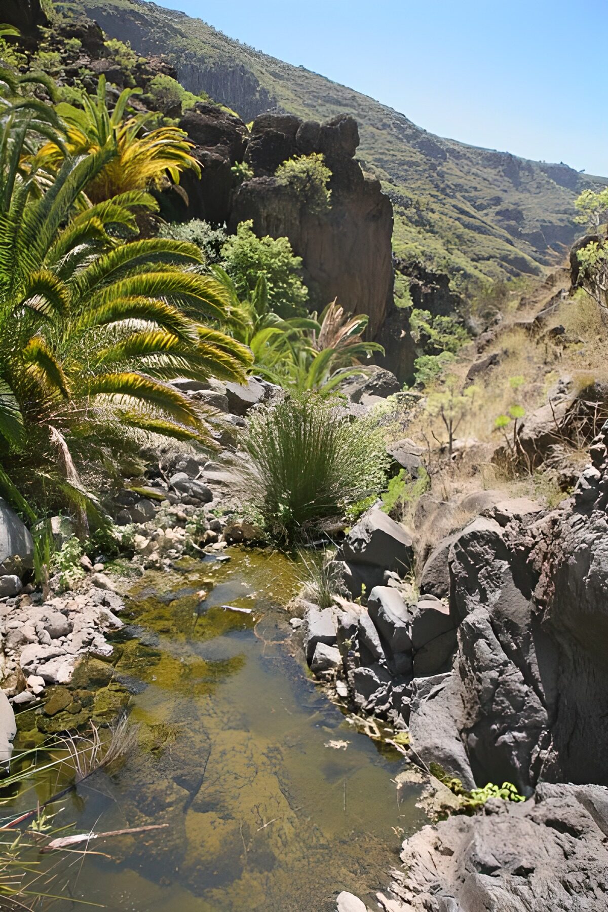 La Gomera 11