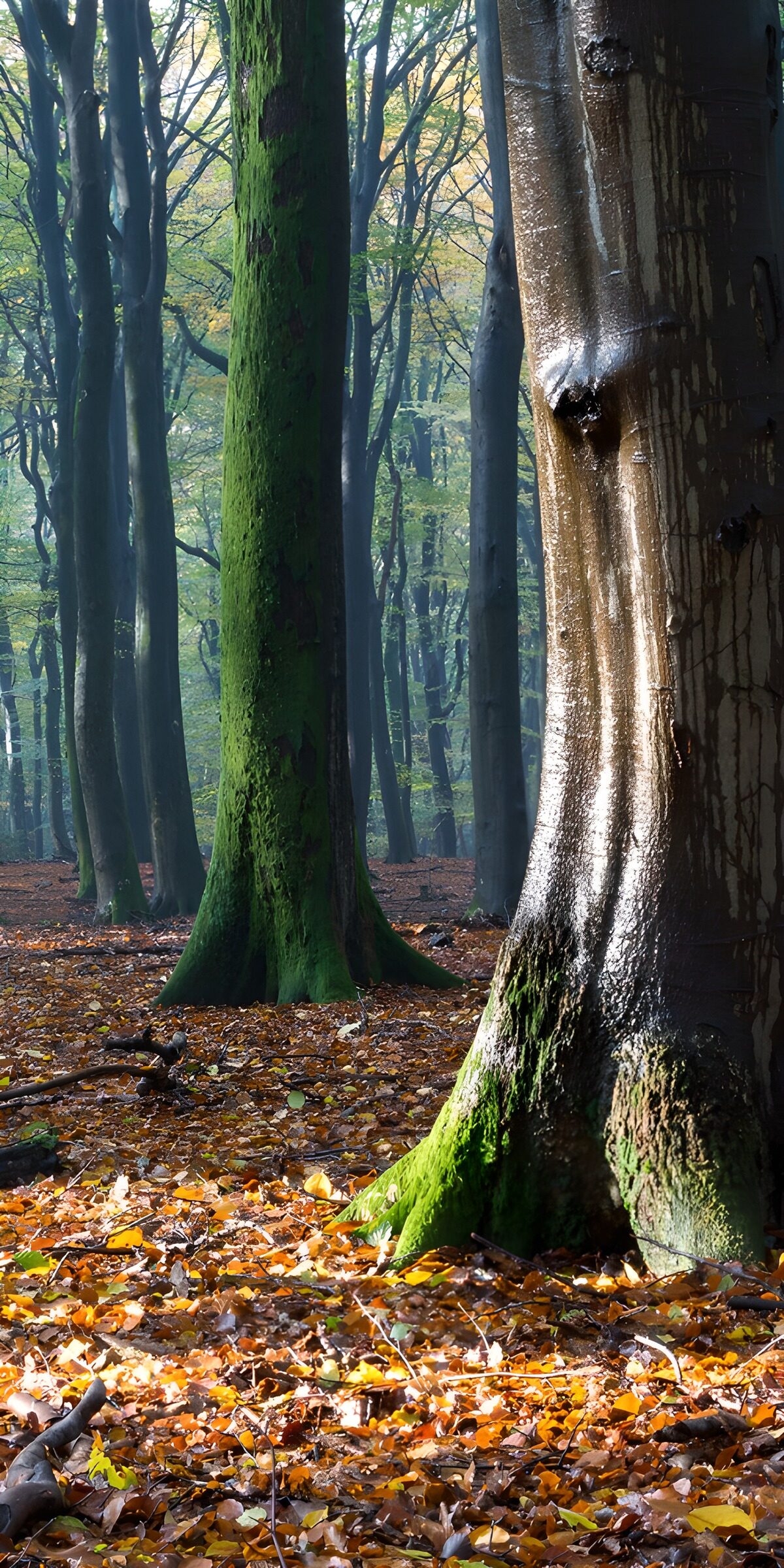 Mystieke Boswandeling in de Herfst