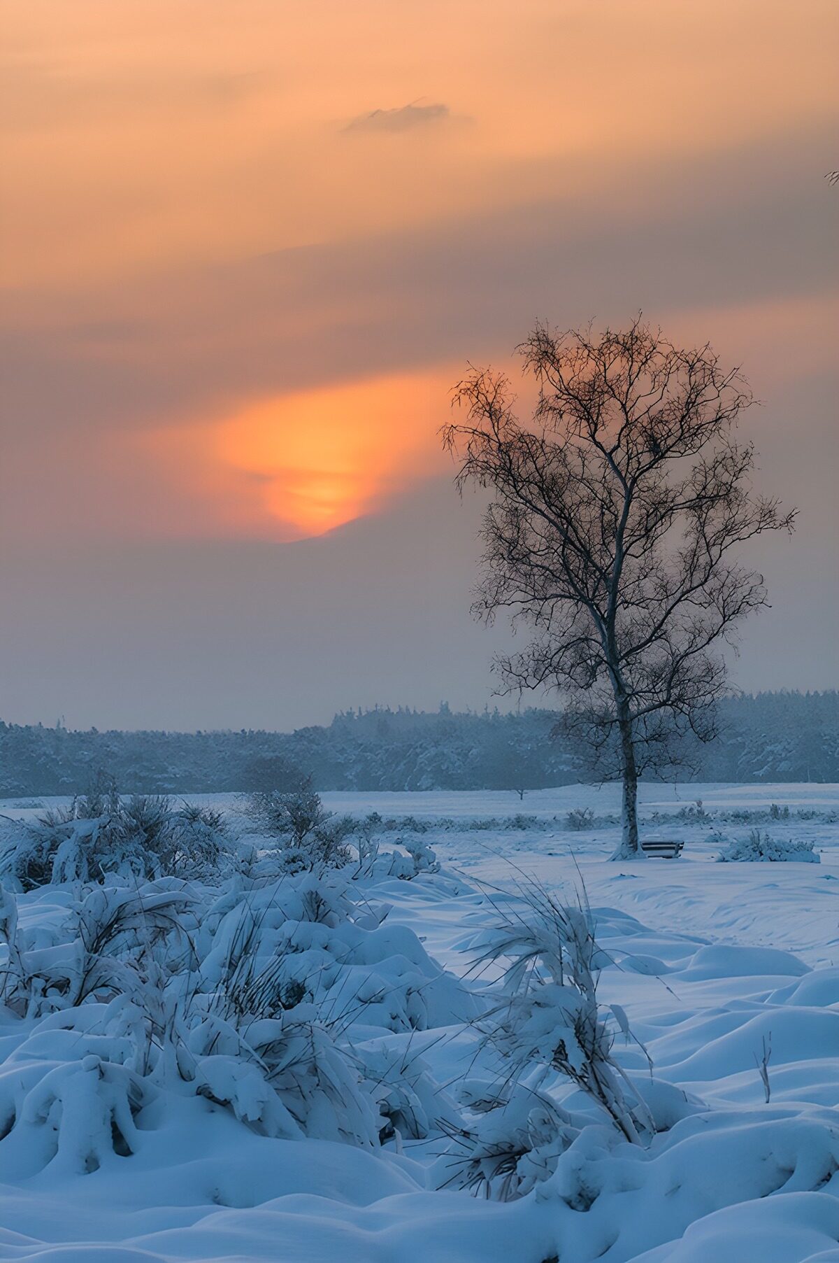 Winterse zonsondergang bij een alleenstaande boom