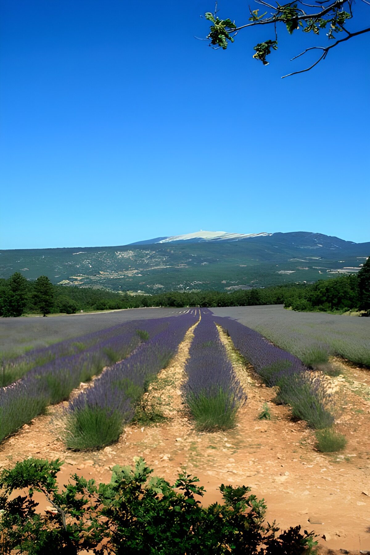 Lavendel velden 1