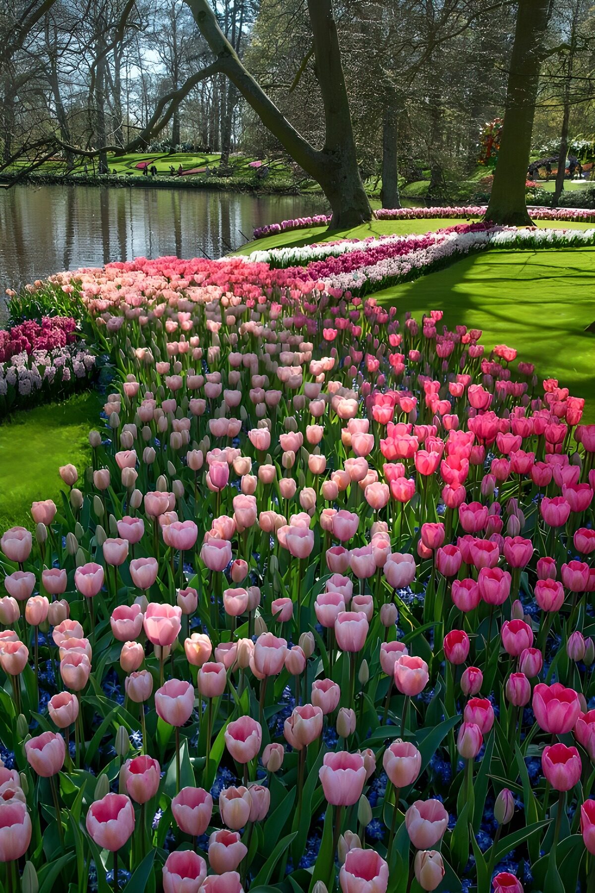 Kleurrijke Tulpenpracht in het Park