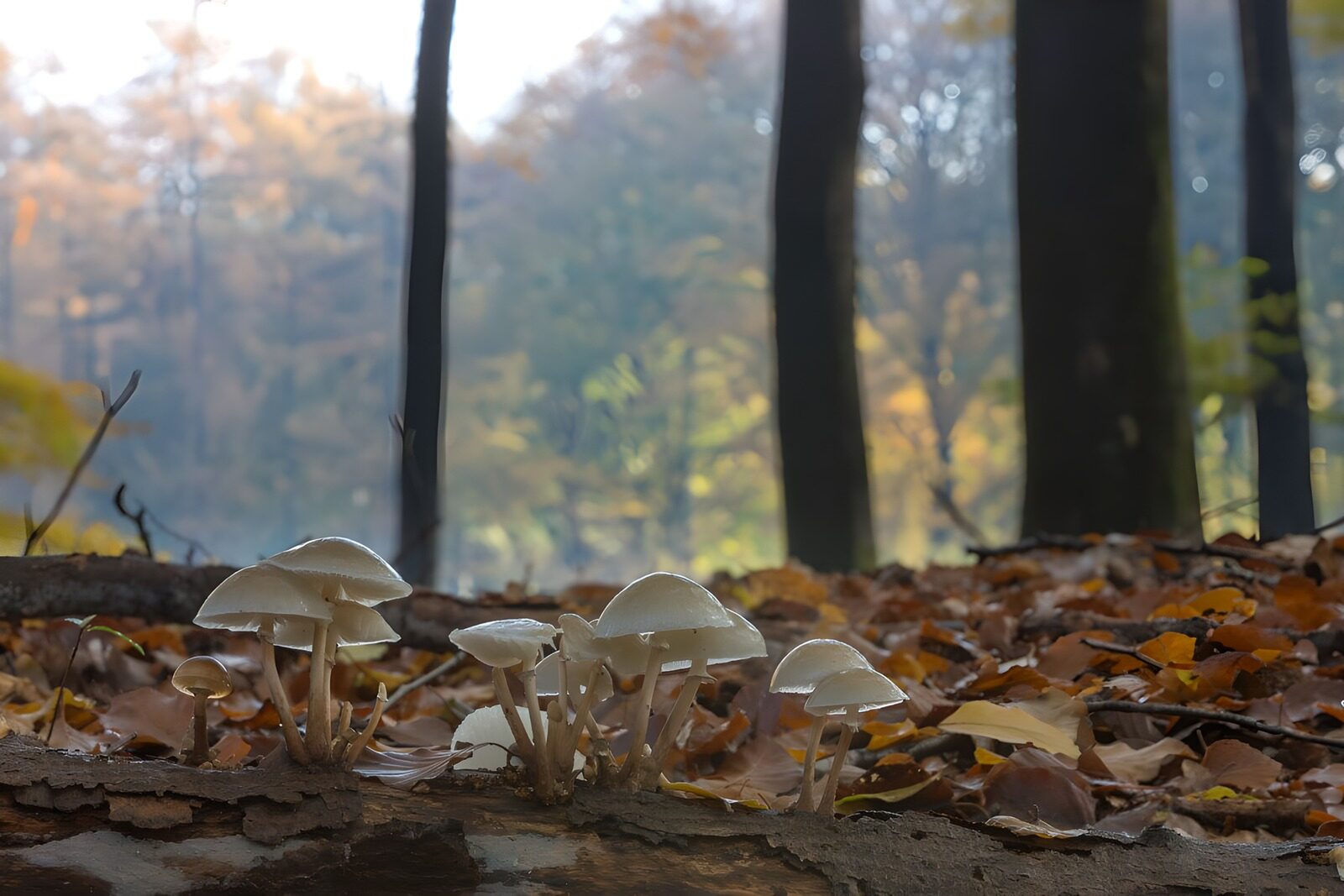 TP38470: Porselein paddestoelen op boomstam