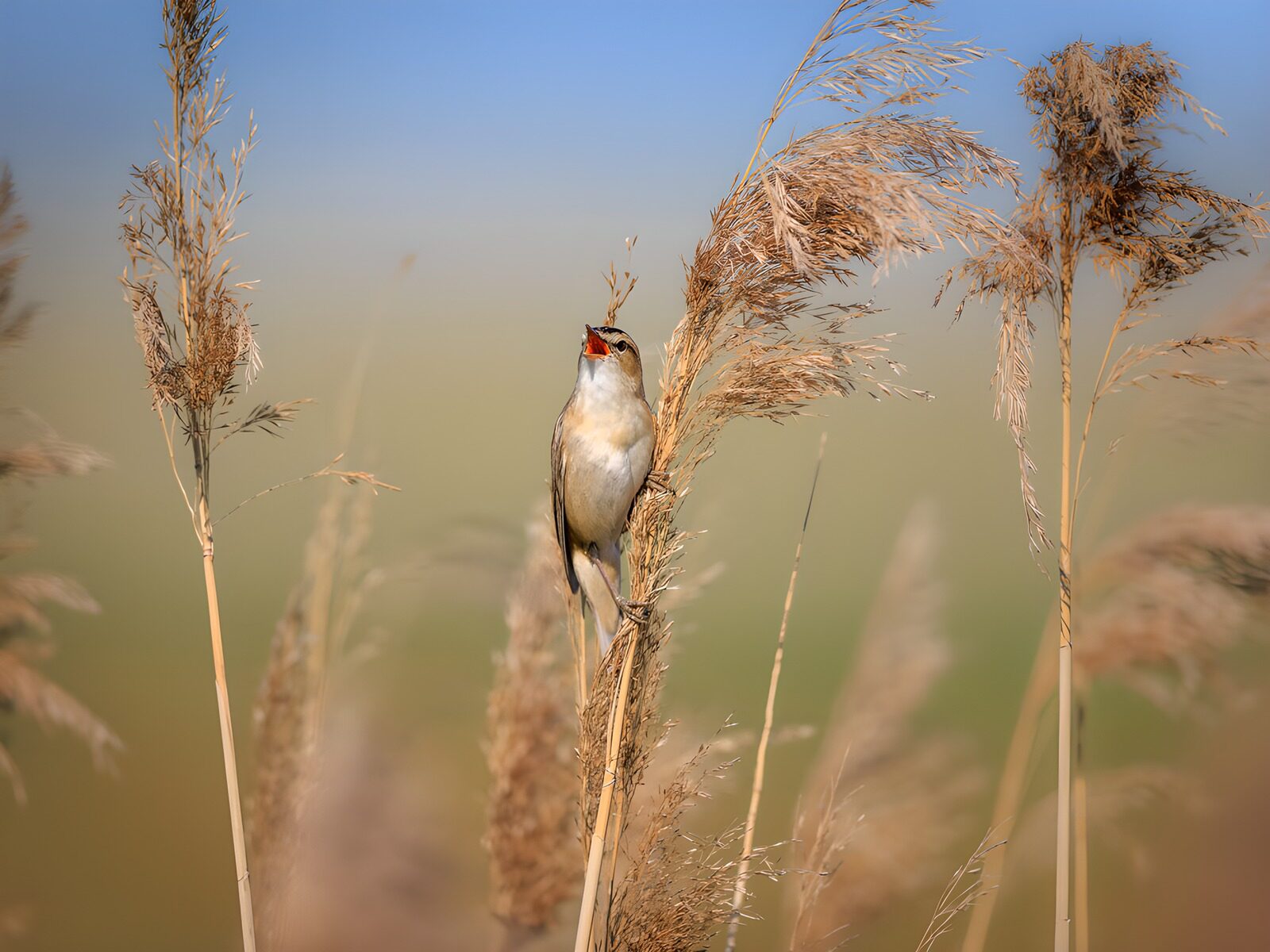 TP60932: Vogel tussen rietstengels