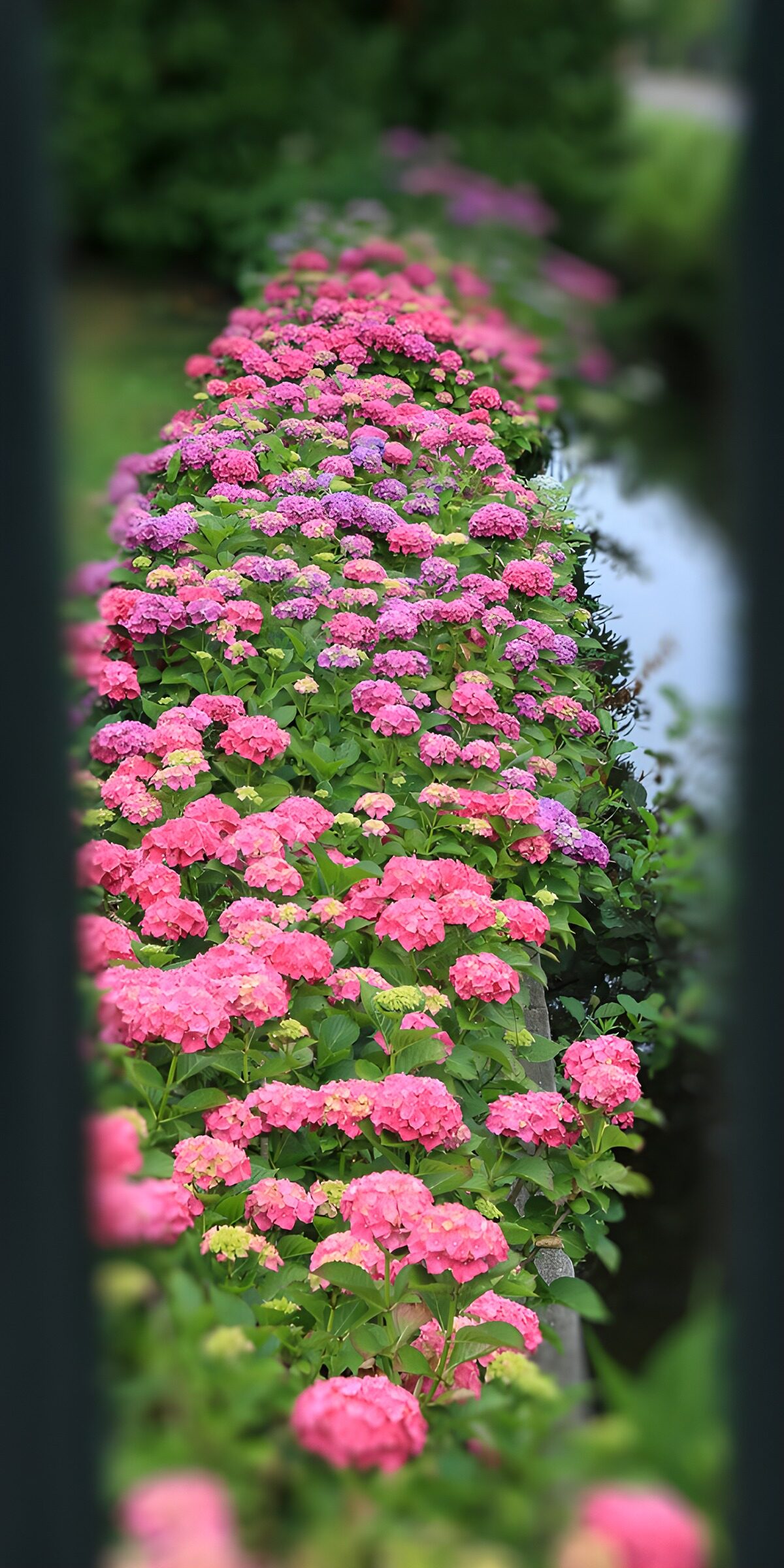 Kleurrijke hortensia's langs het water