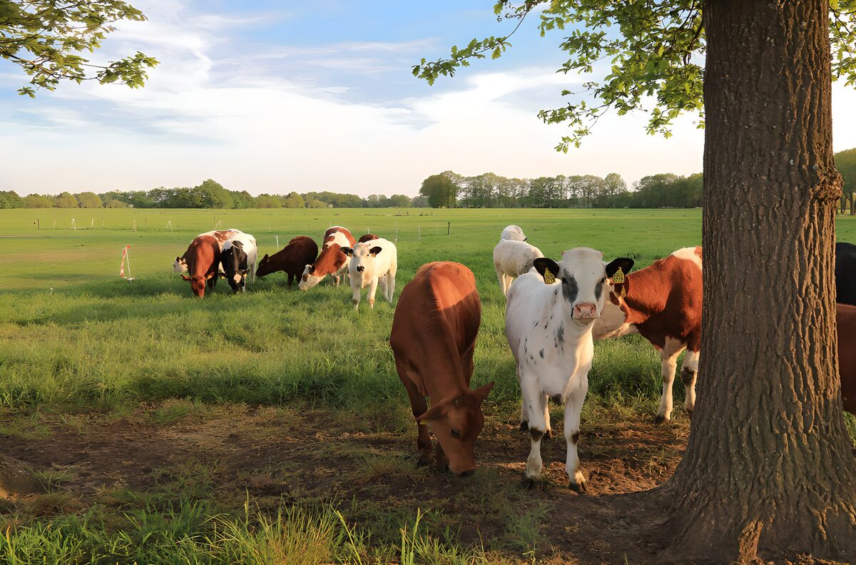 Gelukkige koeien in een groene wei