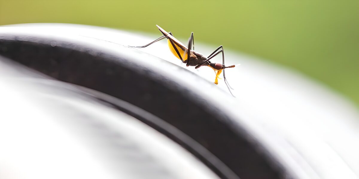 Klein insect op een zonnekap van een lens