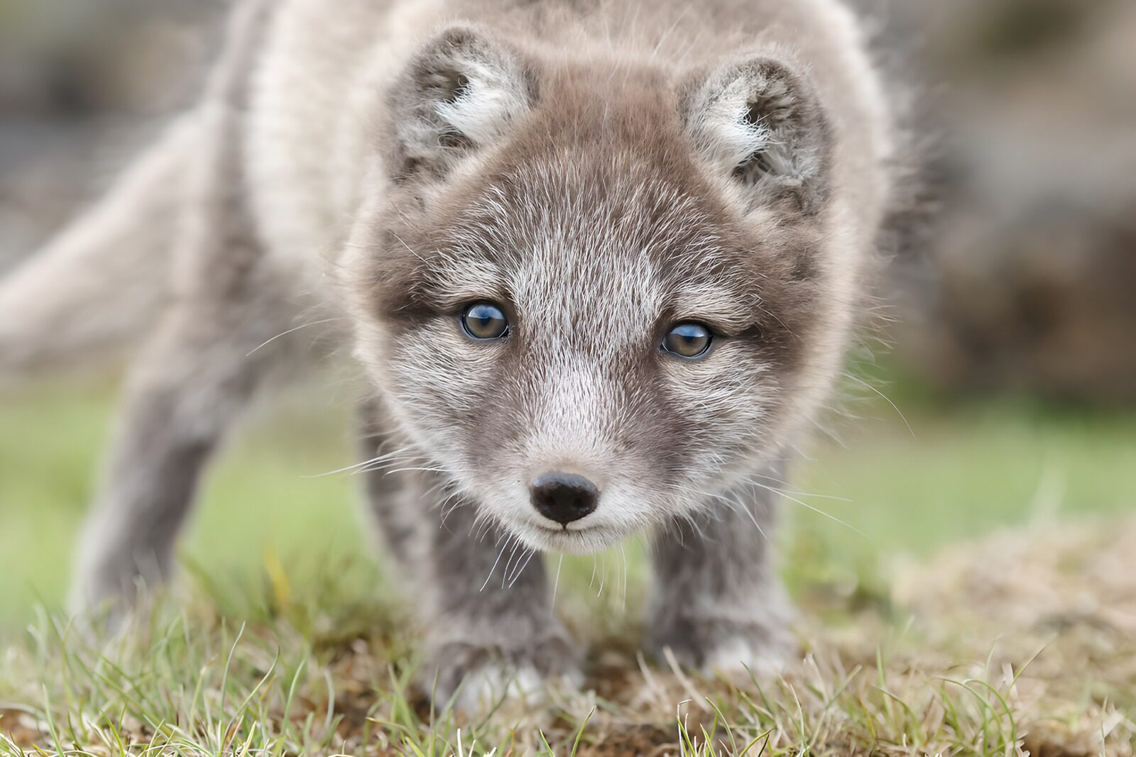 TP98607: Schattige Arctic vos