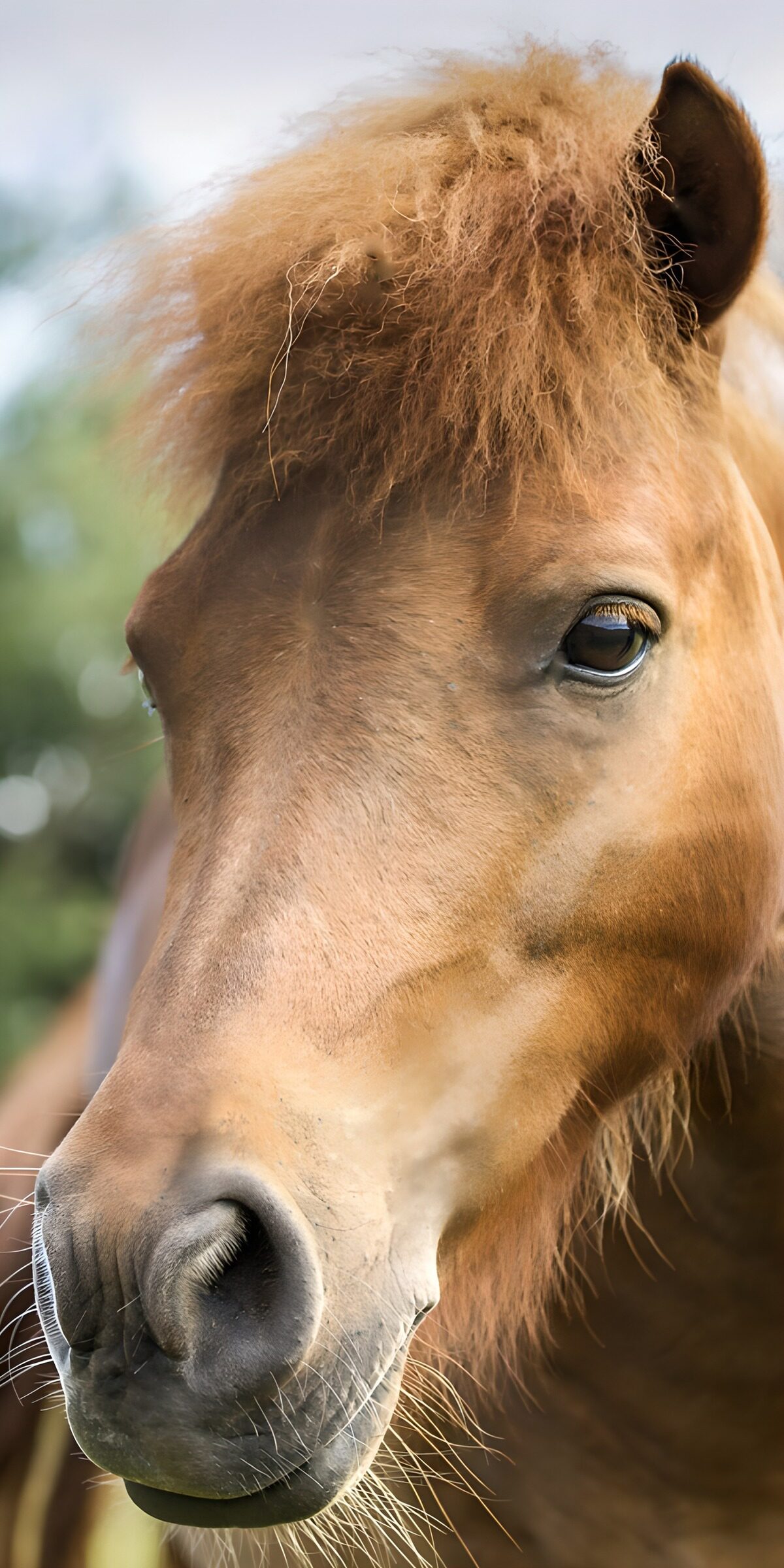 TP27935: Buitengewoon paard met een warrige manen