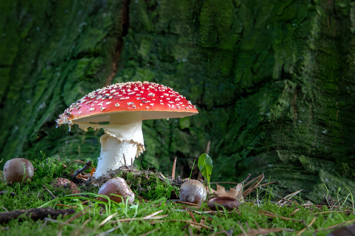 Vliegenzwam in het bos