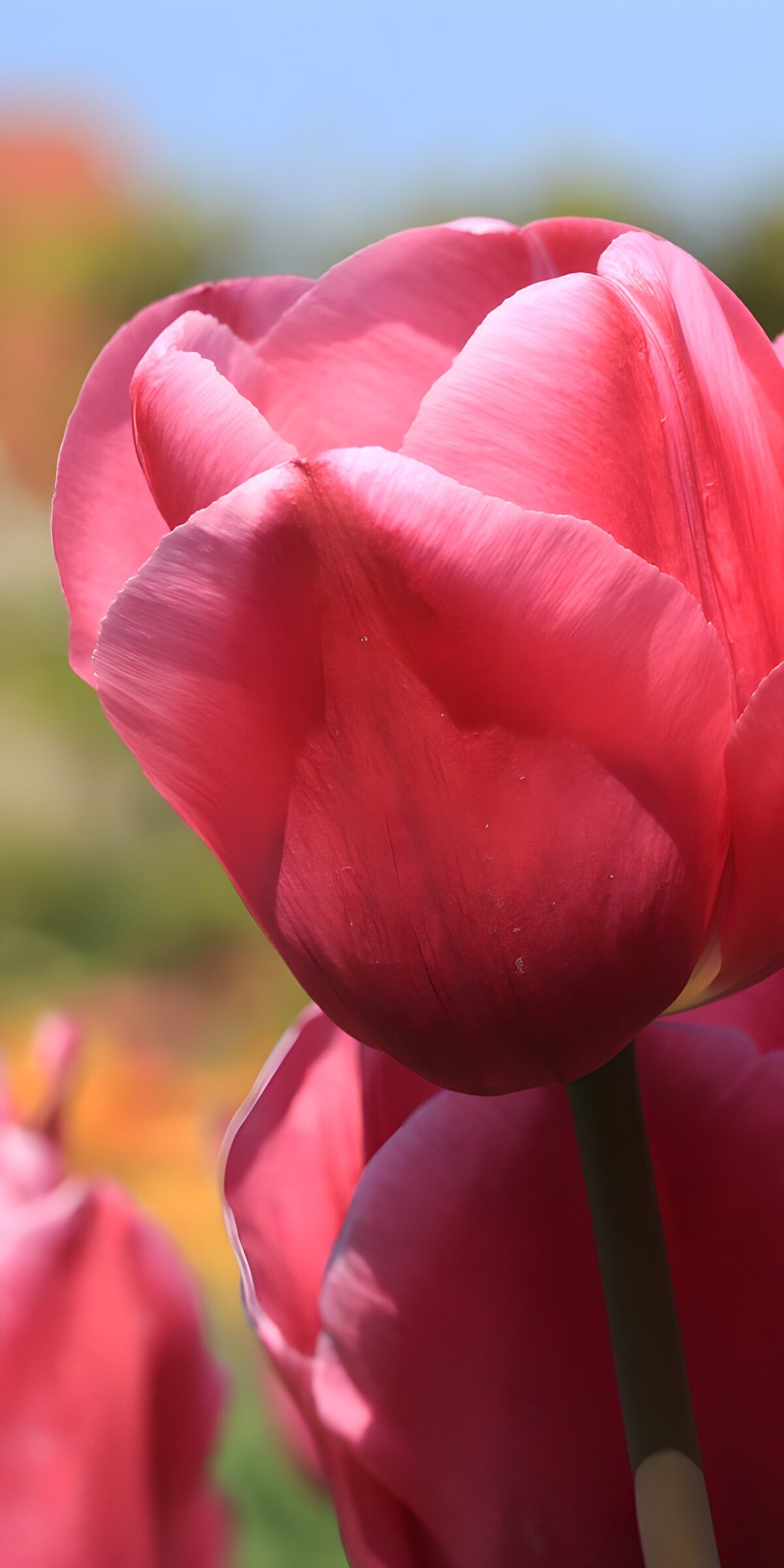 TP20169: Bloeiende Roze Tulp in de Zomer
