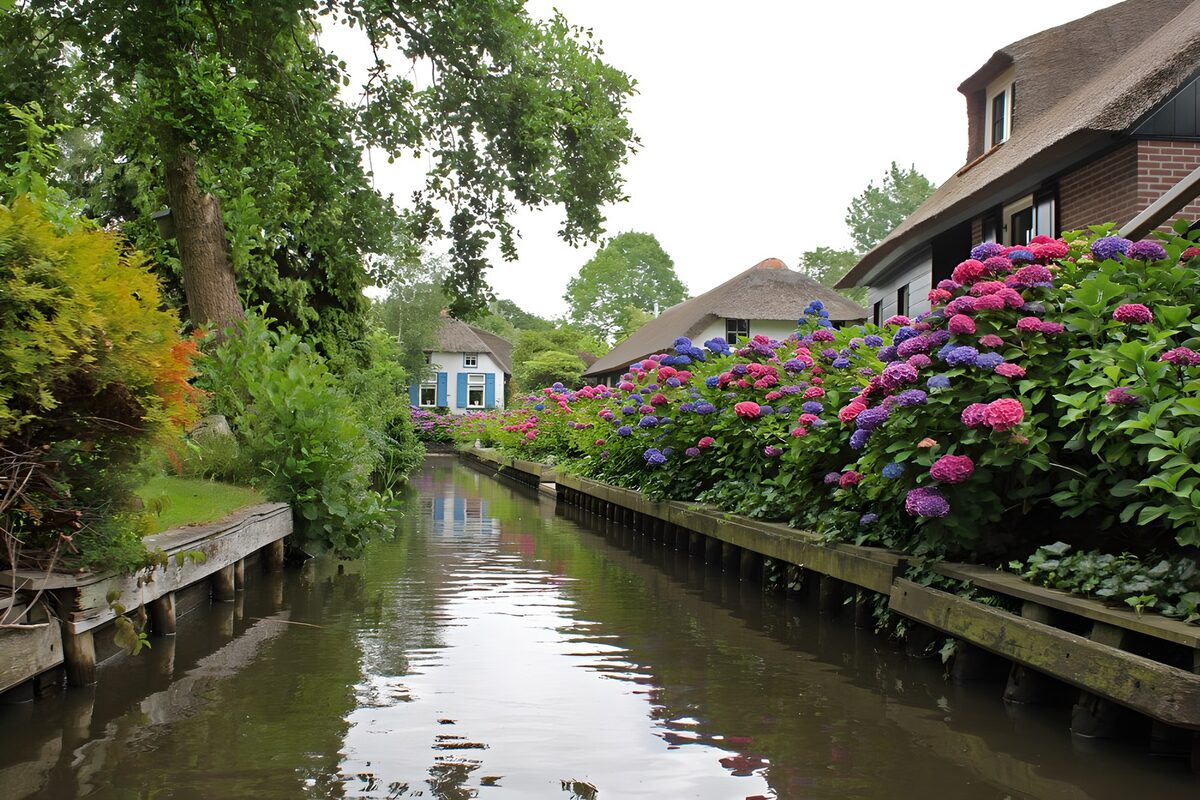Hortensia in het Hollandse Venetië - Giethoorn