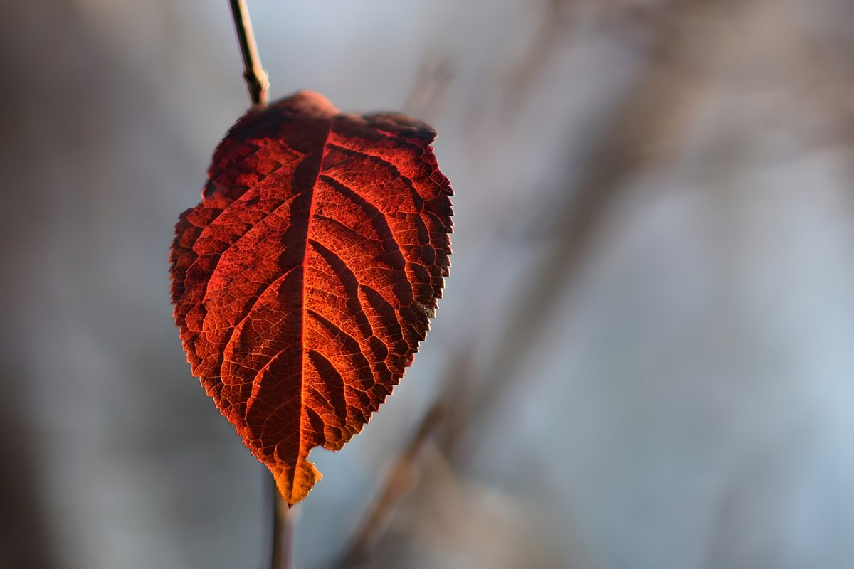 De overgang naar de herfst