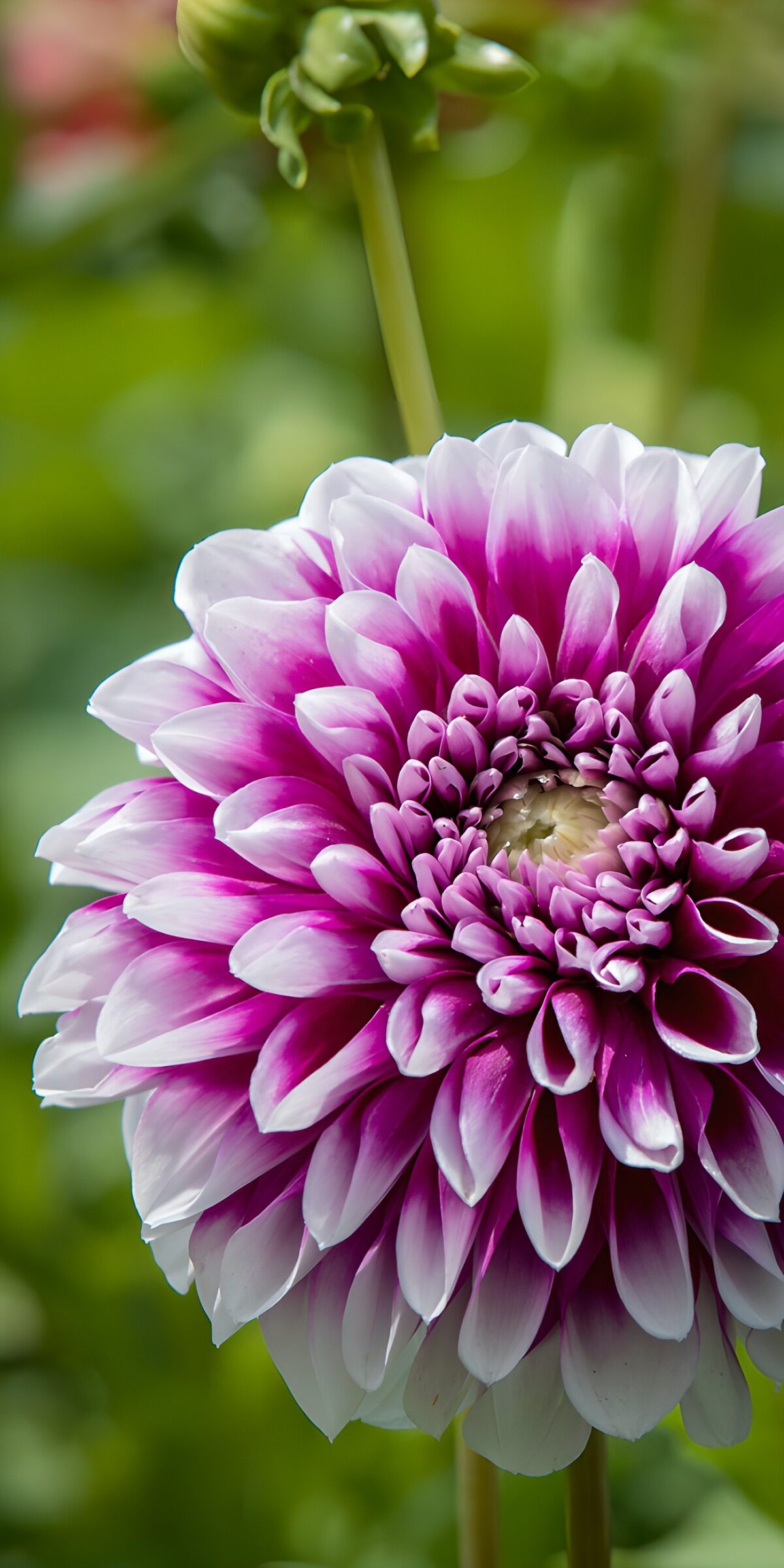 TP49875: Prachtige Dahlia in Bloei