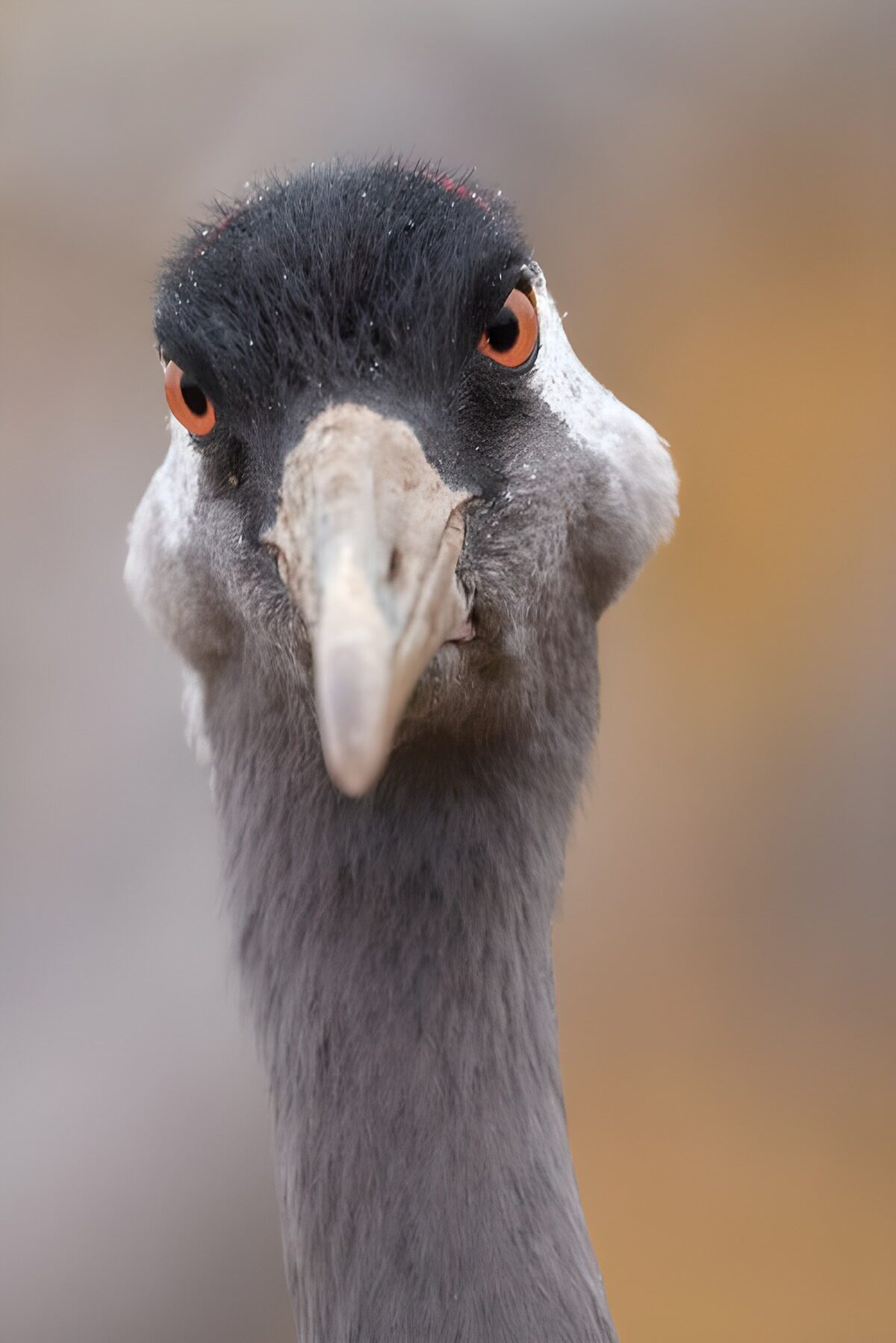 TP94373: Kraanvogel 1