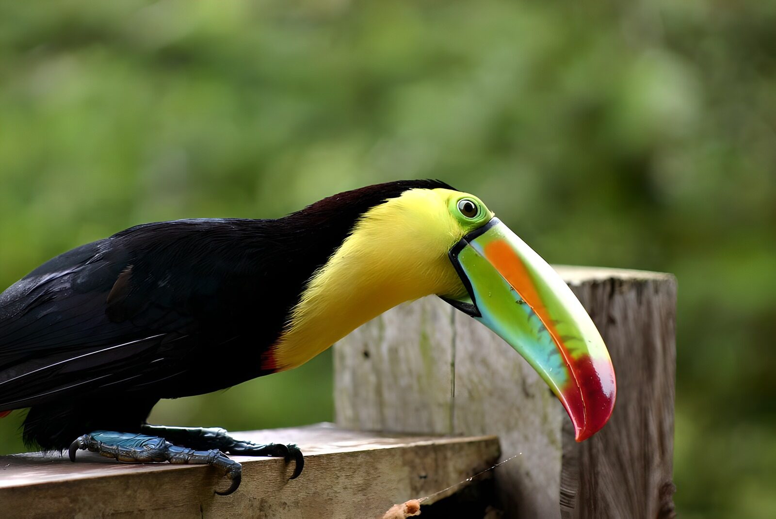 TP18184: Toekan op hek in Costa Rica