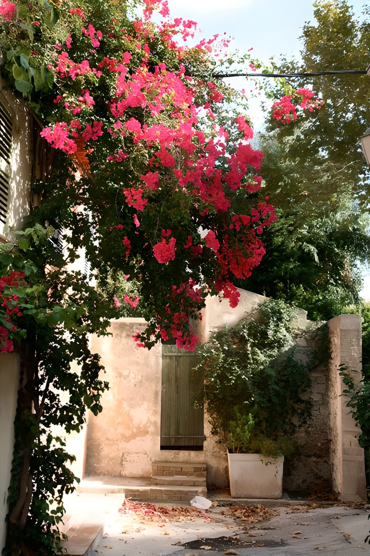 TP49234: Deur in muur met overhangende bloemen
