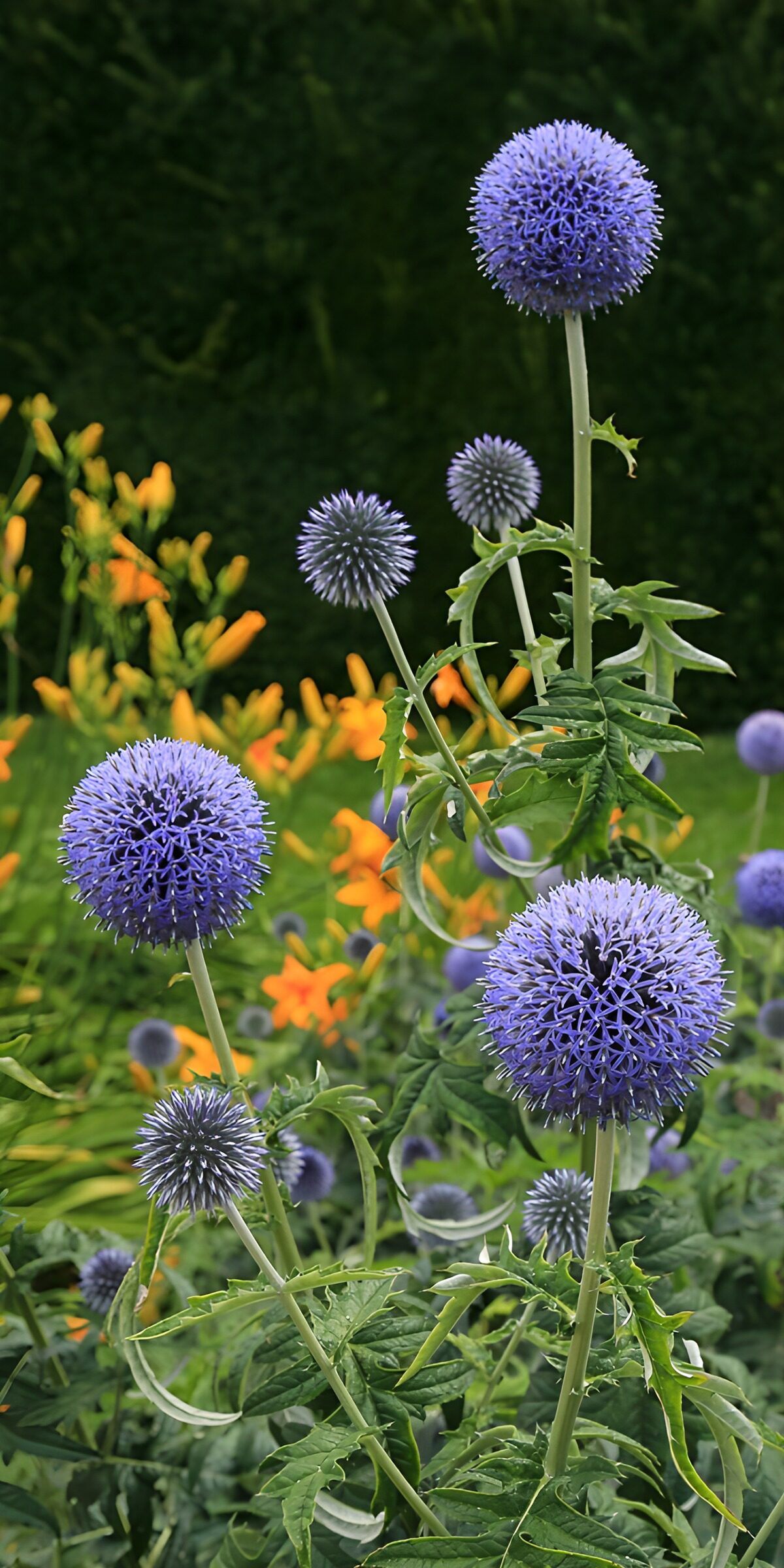 Prachtige paarse bloemen in de tuin