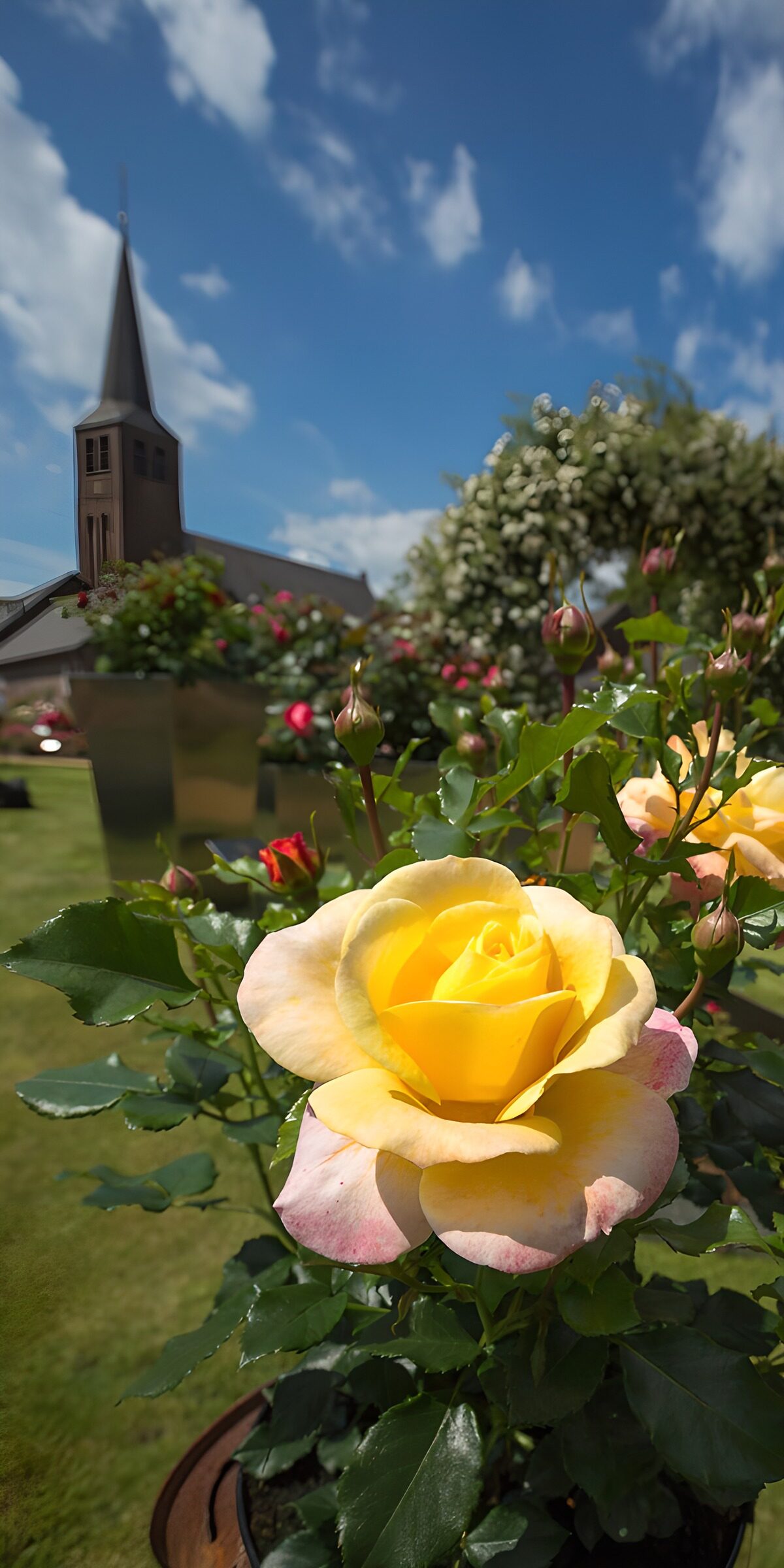 TP28202: Gele roos tegen een blauwe lucht