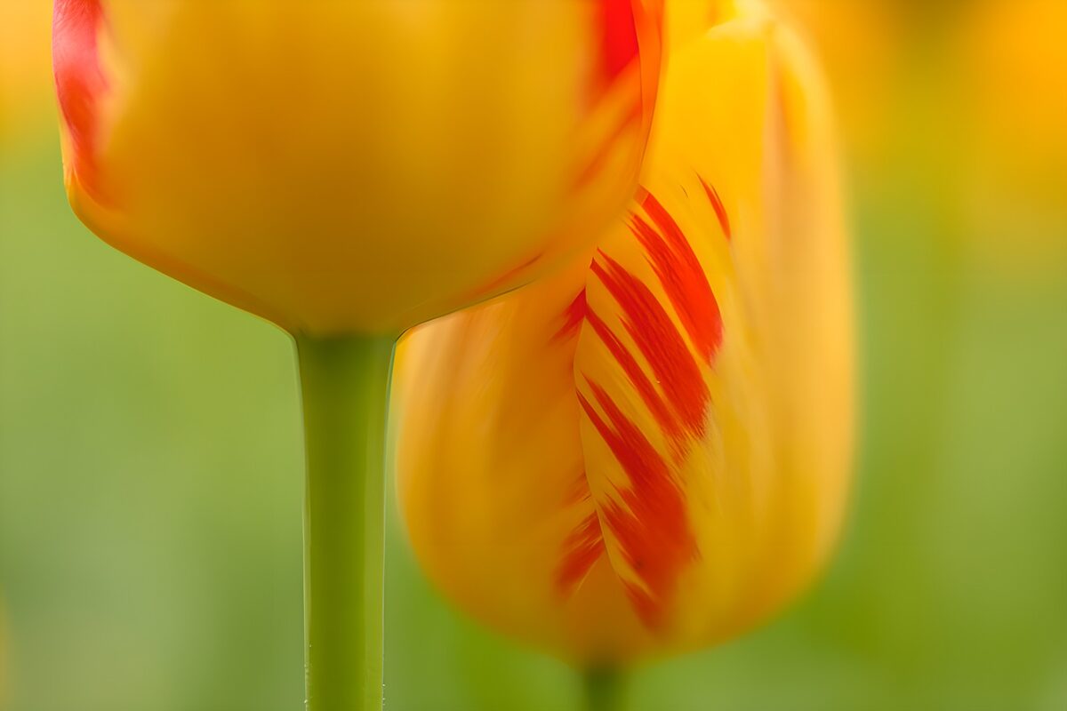 Vrolijke tulpen in zomerse kleuren