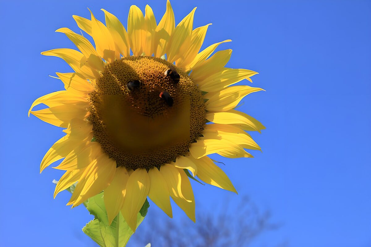 TP41666: Stralende Zonnebloem onder Blauwe Lucht
