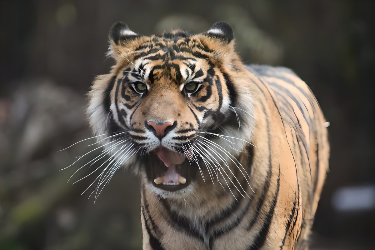 Indische tijger in actie
