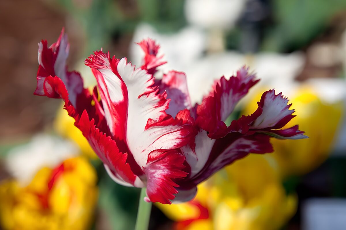 Gefranjerde roze/witte tulp