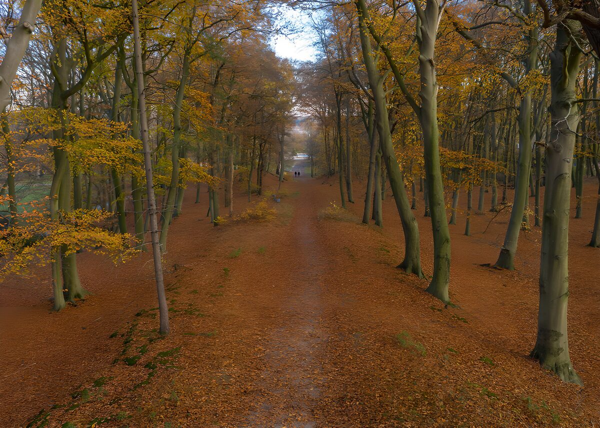 Herfstwandeling in het bos