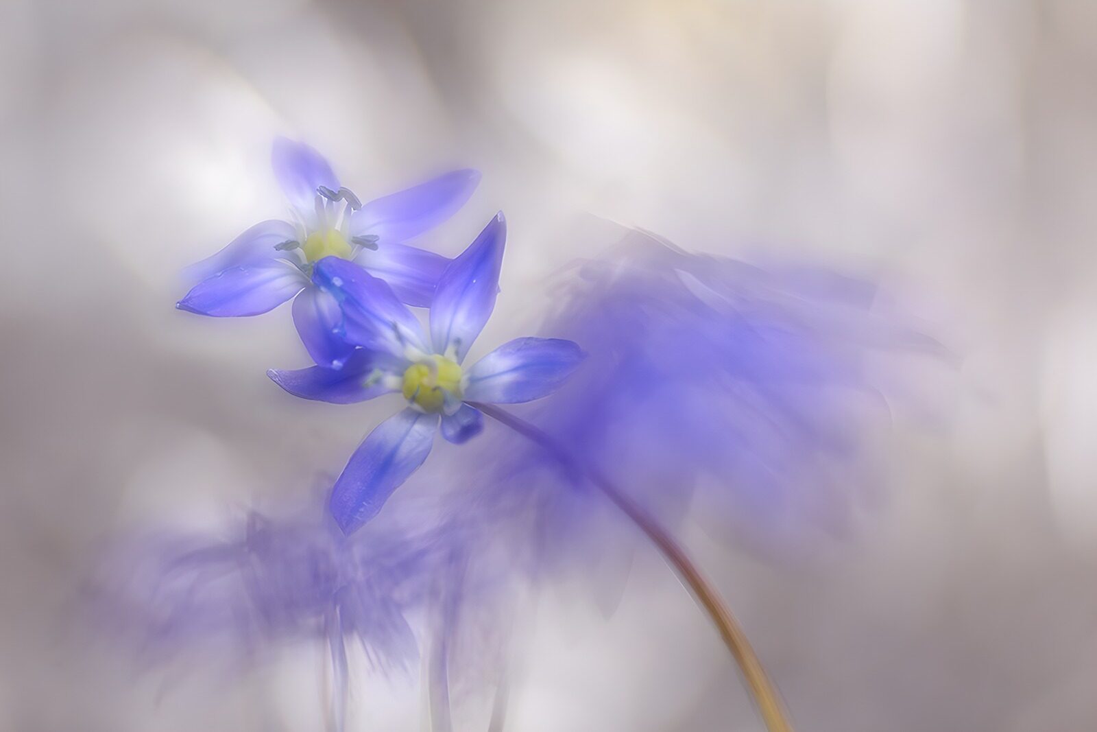 TP99700: Elegante Paarse Bloemen in Beweging