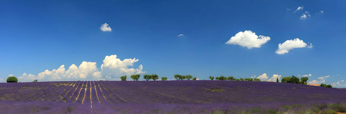 Prachtig lavendelveld onder blauwe lucht