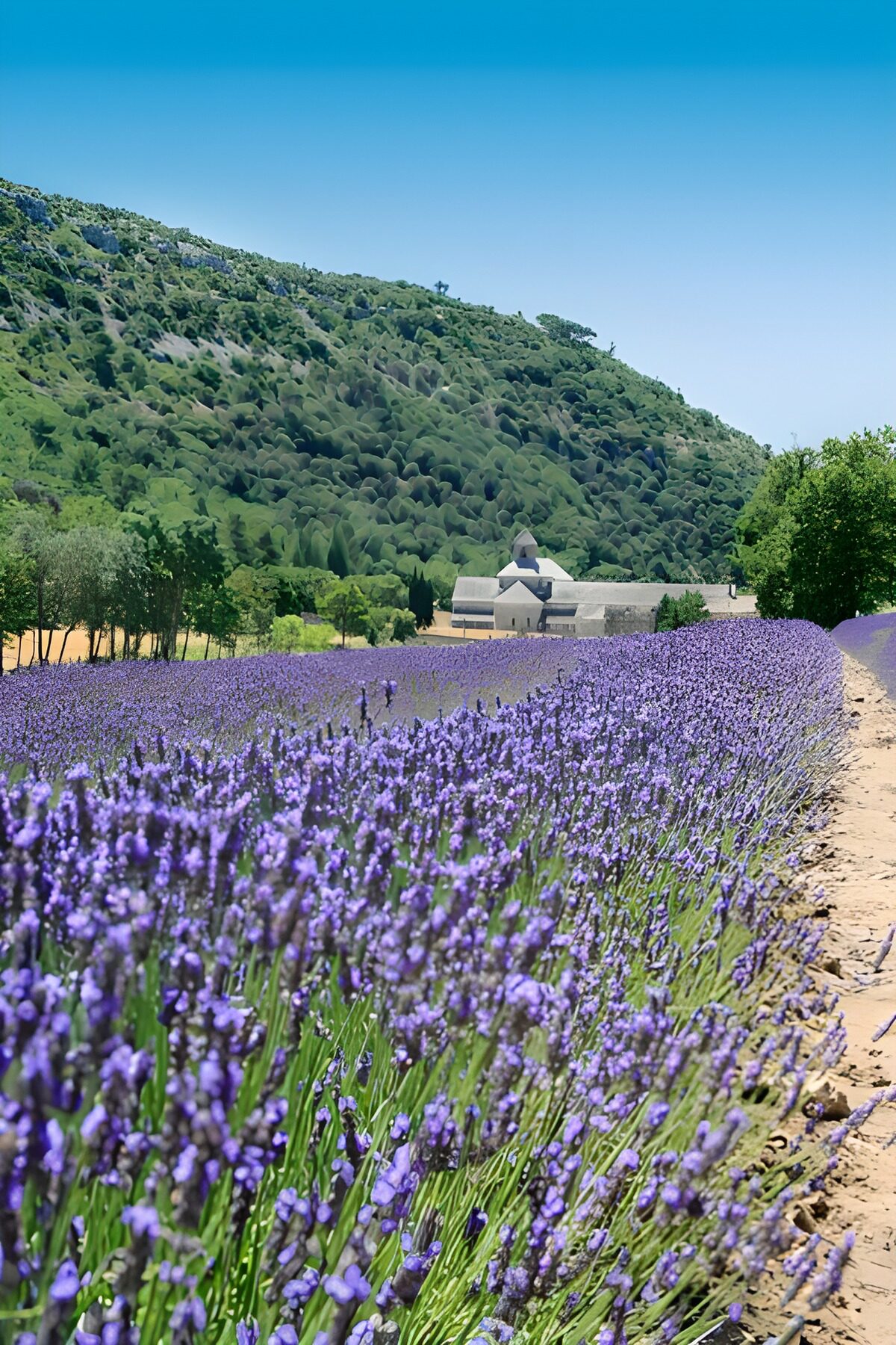 Lavendel velden 4
