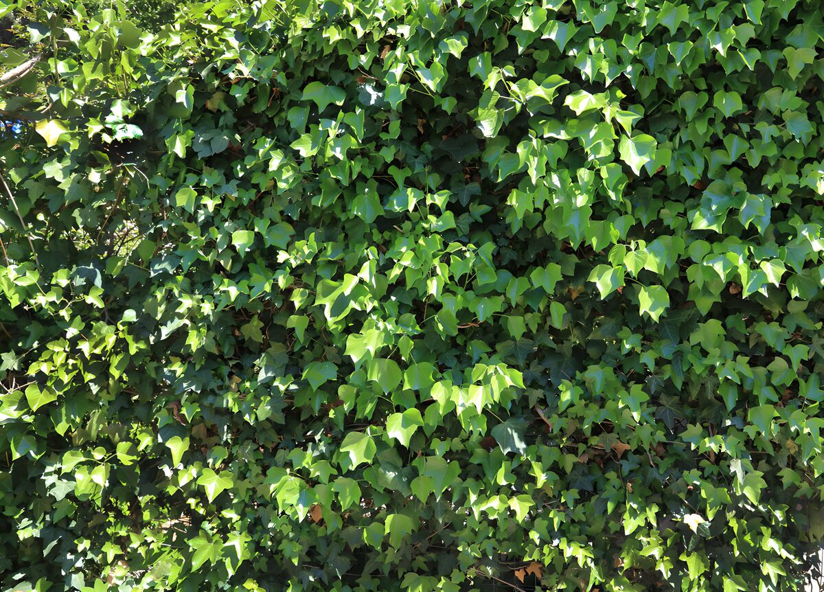 Groene klimopwand in de zon