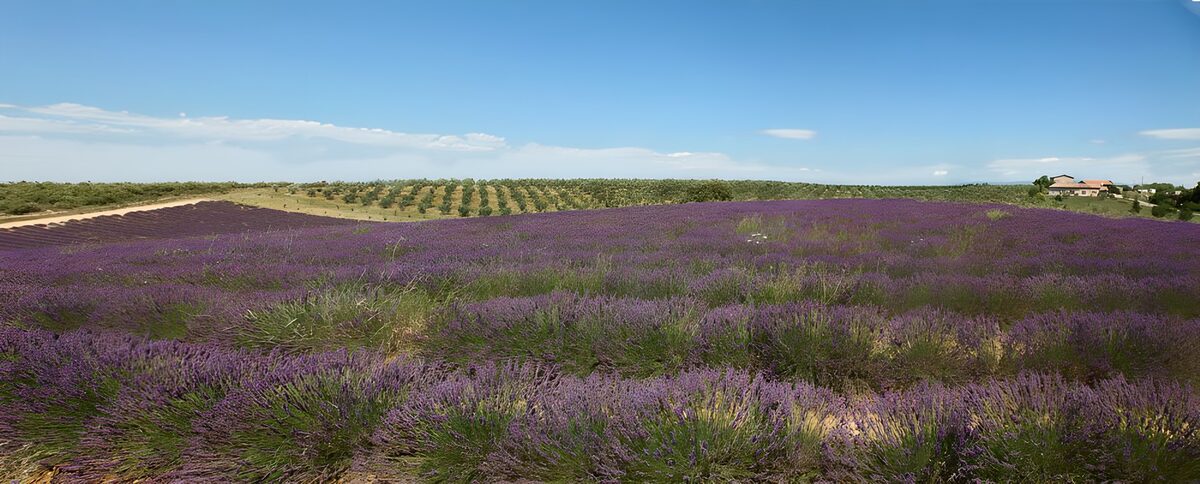 Prachtige lavendelvelden in de zomer