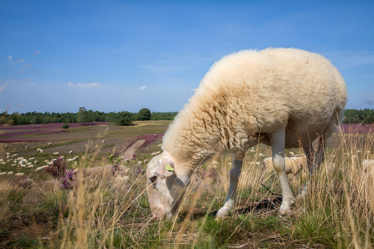 Schaap op een zonnige heidevlakte