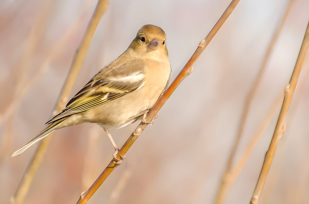 Prachtige vink op een tak