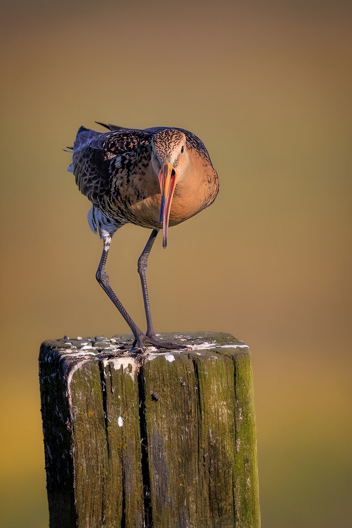 TP44414: Grutto op een paal