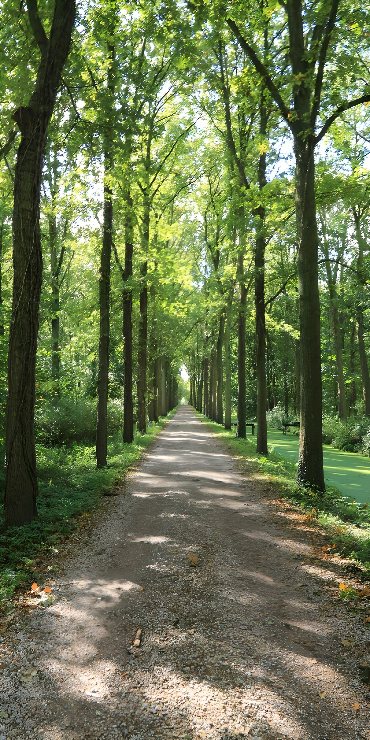 TP52915: Rustige laan omringd door bomen