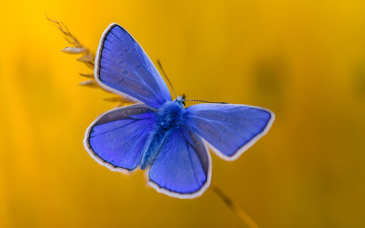 Blauwe vlinder Icarusblauwtje op Korenstengel