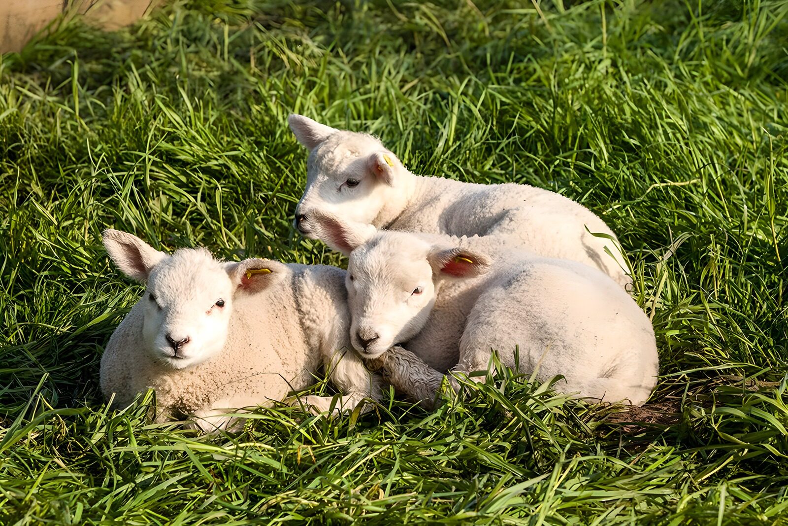 TP22280: Drie schattige lammetjes in de wei