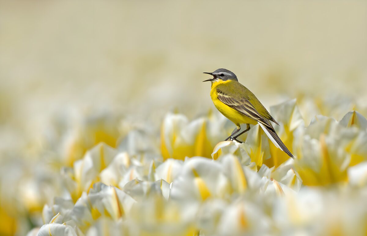 TP90531: Zang van de Gele Kwikstaart in Tulpen