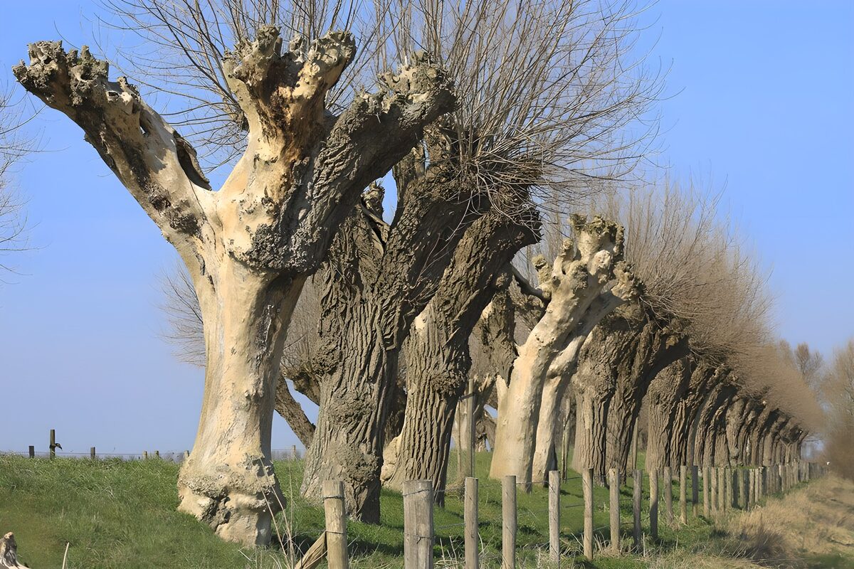 Eikenlanen in de lente