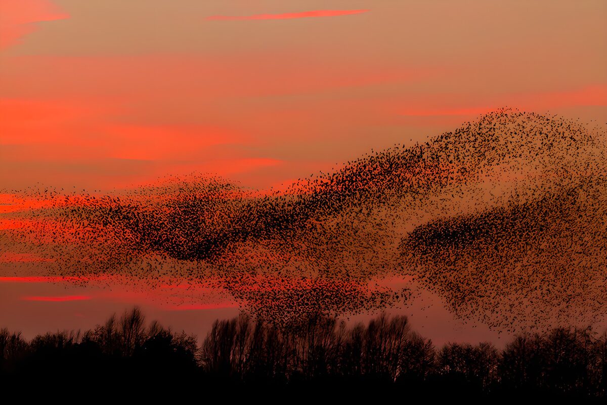 Vleermuizen in de avondlucht