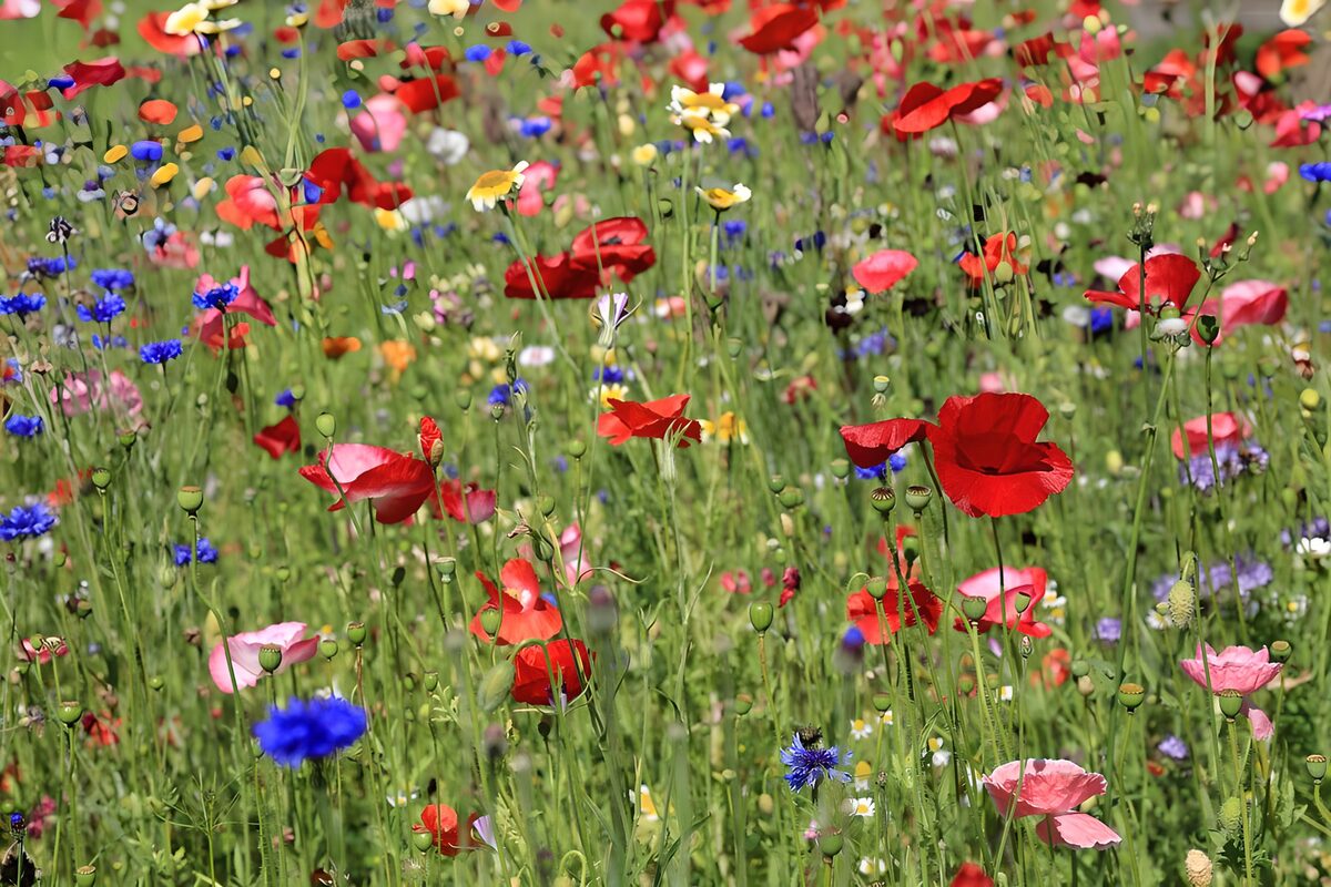 Kleurrijke bloemenweide in de lente