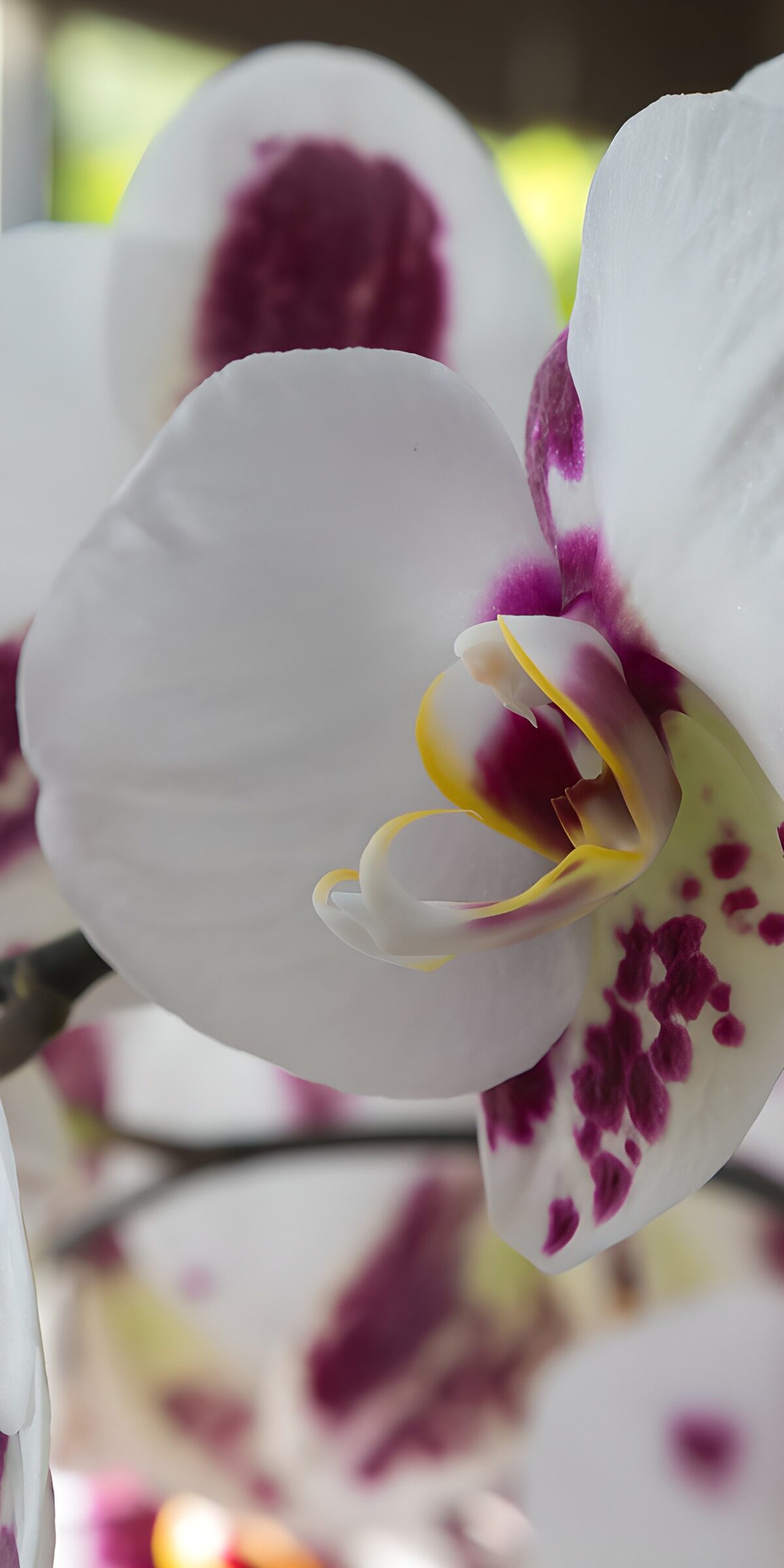 TP28432: Betoverende Witte Orchideeën