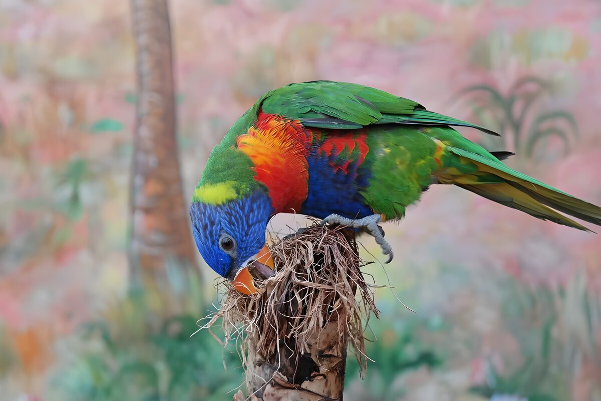 Kleurige Lorikeet op een Nest
