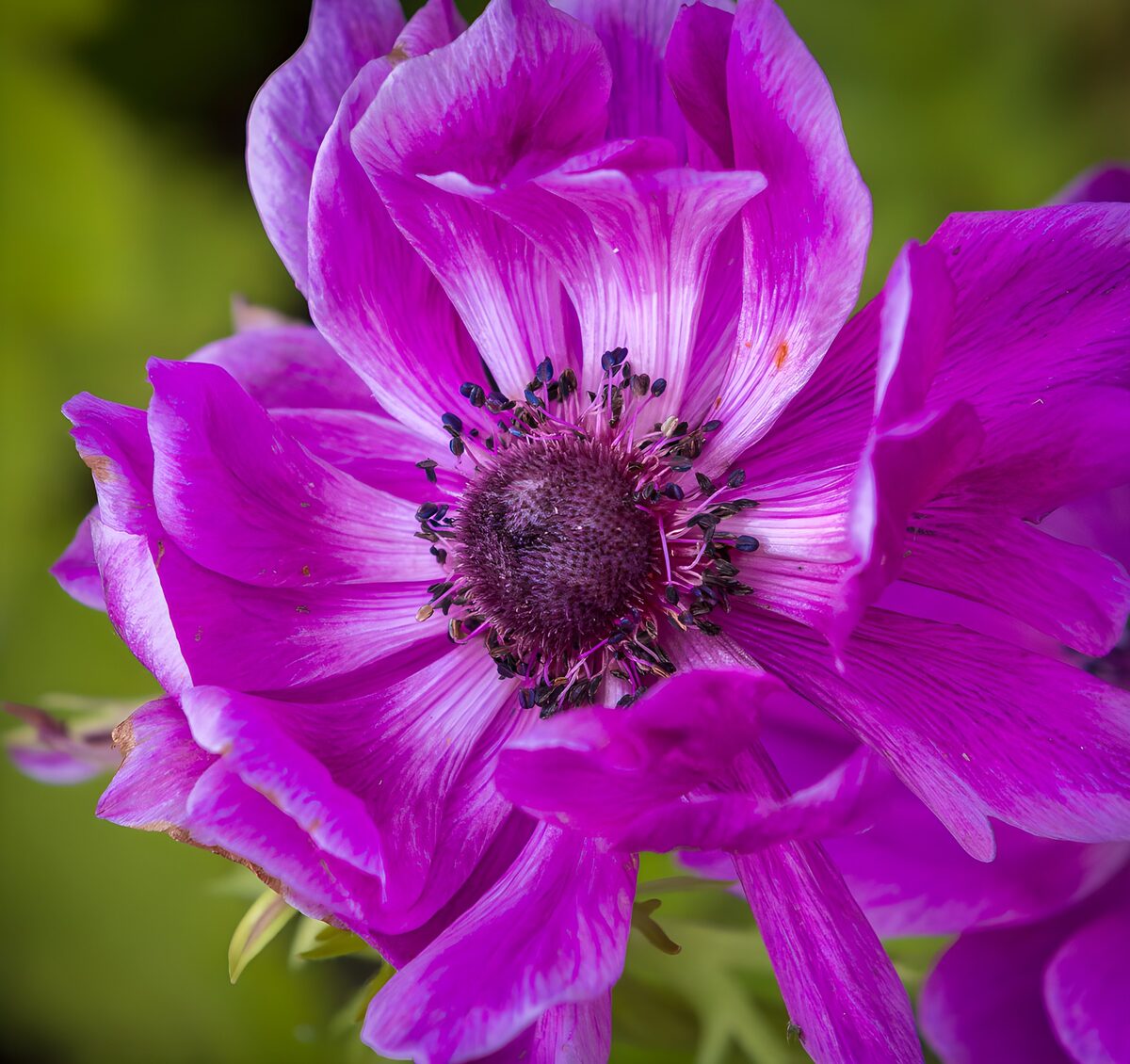 Intieme macro van paarse anemoon