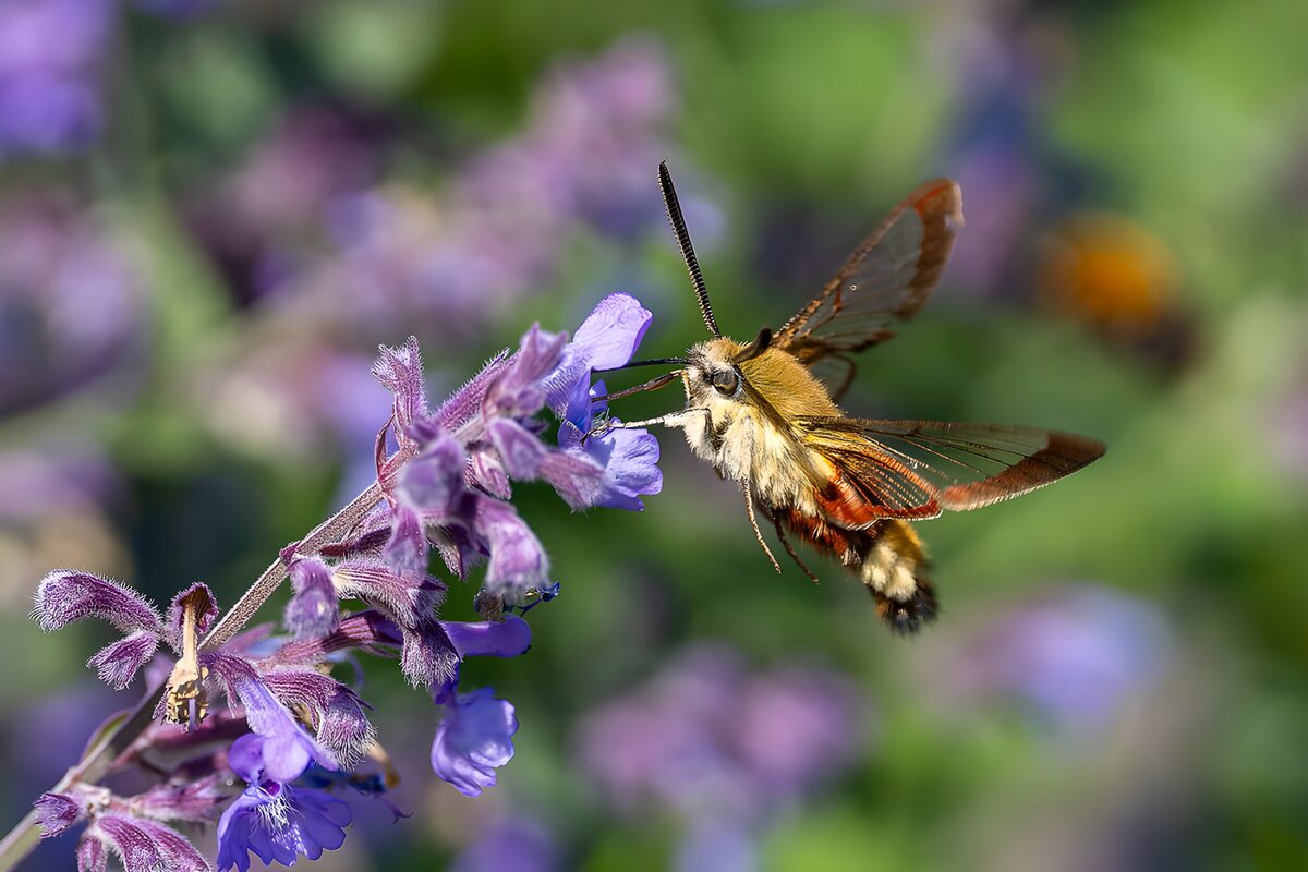 Vlinder Glasvleugelpijlstaart op paarse bloemen 2